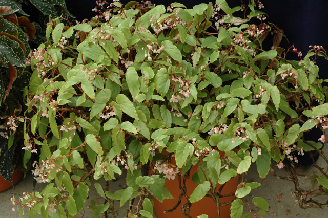 B. boisiana